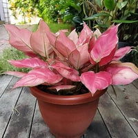 Aglaonema Red Flower Seeds for Planting - NON GMO Seeds