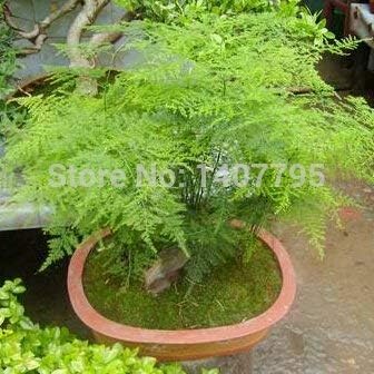 100 Pcs
