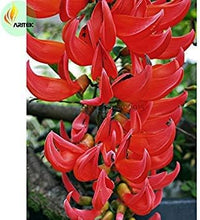 Red Strongylodon Flower Planting Seeds for Garden NON GMO Seeds for planting in home garden
