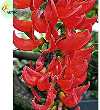 Red Strongylodon Flower Planting Seeds for Garden NON GMO Seeds for planting in home garden