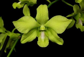 Green Phalaenopsis Orchid Flower Seeds, Heirloom, Non-GMO Seeds for Planting