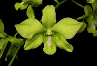 Green Phalaenopsis Orchid Flower Seeds, Heirloom, Non-GMO Seeds for Planting