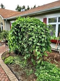 Mulberry Seeds, Ideal for Growing Sweet and Juicy Mulberries 100 Pcs pcs