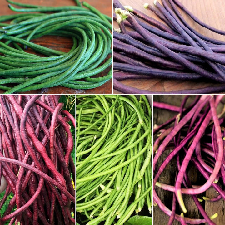 Yard Long Bean Seeds for Planting heirloom & Non-GMO Seeds