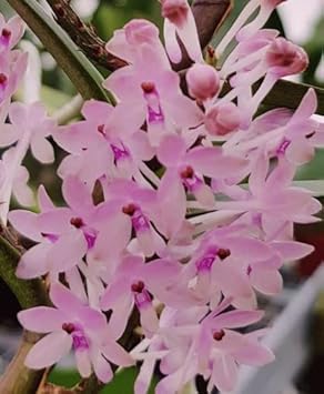Baby Pink Orchid Seeds for Planting - NON GMO Seeds