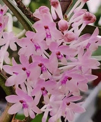 Baby Pink Orchid Seeds for Planting - NON GMO Seeds