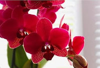 Organic Red Butterfly Orchid Flower Seeds for Planting – Heirloom, Non-GMO