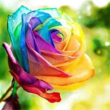 Rainbow Rose Plant Seeds for Garden - Heirloom Non-GMO Seeds for Planting and Growing for planting in home garden