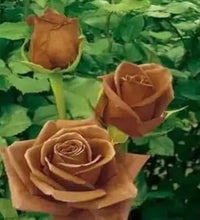 Brown Rose Flower Seeds for Planting - Non-GMO Heirloom Garden Seeds for Growing and Planting for planting in your garden.