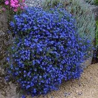 Aubrieta Perennial Flower Seeds for Planting - 100 pcs