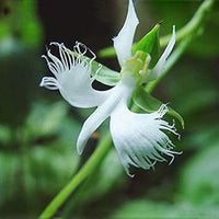 Egret Flower Seeds for Planting, Heirloom, Non-GMO, 100 pcs