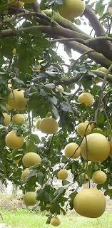 Mirabelle Plum Fruit Seeds for Planting - Cultivating Sweet, Juicy Plums, Heirloom & Non-GMO Seeds