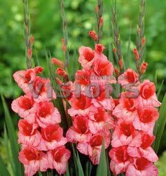 Pink Gladiolus Hybridus Flower Seeds for Planting - 100 pcs seeds for planting in home garden