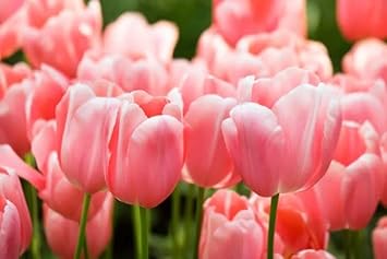 Pale (Pale scientific name) for planting in garden