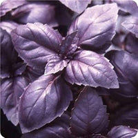 Red basil plants growing in a sunny herb garden with colorful foliage.
