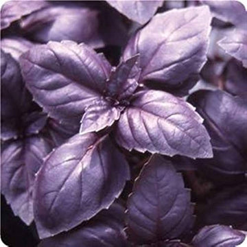 Red basil plants growing in a sunny herb garden with colorful foliage.
