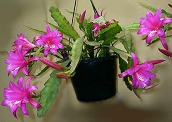 Pink Epiphyllum Flower Seeds for Planting ƒ?? Organic, Heirloom, Non-GMO Orchid Cactus Seeds