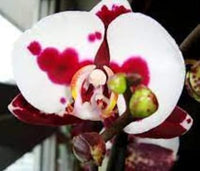 White Red Phalaenopsis Orchid Flower Seeds, Heirloom, Non-GMO Seeds for Planting seeds for planting in home garden