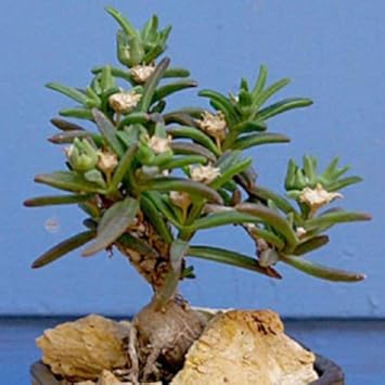 Green Delosperma Napiforme Plant Seeds for Planting heirloom & Non-GMO Seeds