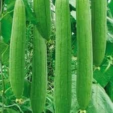 Calabaza Vegetable Seeds for Planting heirloom & Non-GMO Seeds