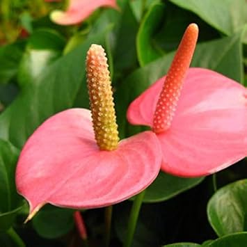 Heirloom Non-GMO Anthurium Flower Seeds for Planting ƒ?? Pink Exotic Blooms