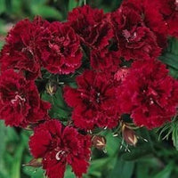 Non-GMO (Non-GMO scientific name) for planting in garden