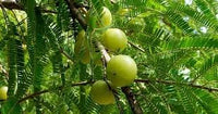 New Fresh 80pcs Amla Fruit Seeds - Cultivate Ayurvedic Superfruit for Health & Wellness 100 Pcs pcs