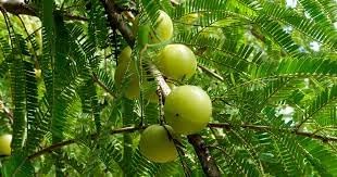 Amla fruit seeds for planting