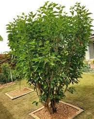 Mulberry plant seeds