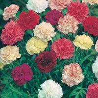 Heirloom Non-GMO Dianthus Flower Seeds for Garden Planting – Multi-Color Fragrant Blooms Mix