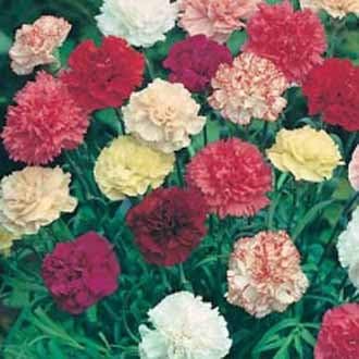 Heirloom Non-GMO Dianthus Flower Seeds for Garden Planting – Multi-Color Fragrant Blooms Mix for planting in your garden.
