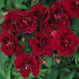 Burgundy Dianthus Flower Seeds for Planting - 100 pcs