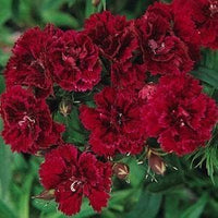 Burgundy Dianthus Flower Seeds for Planting - 100 pcs