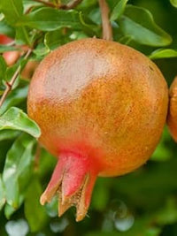 Horned Melon Fruit Seeds - Exotic and Unique Fruits to Add a Touch of Adventure 100 Pcs pcs