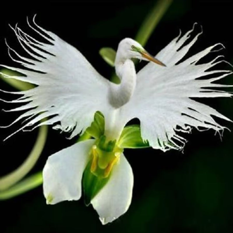 Orchid Flower Seeds Heirloom Non GMO Planting - 100 pcs