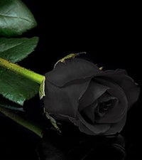 Romantic Rose Blooms Heirloom Non-GMO Seeds for Planting