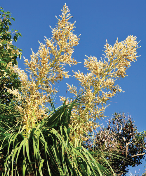 Yellow Beaucarnea Recurvata Plant Seeds for Planting - NON GMO Seeds for planting in home garden