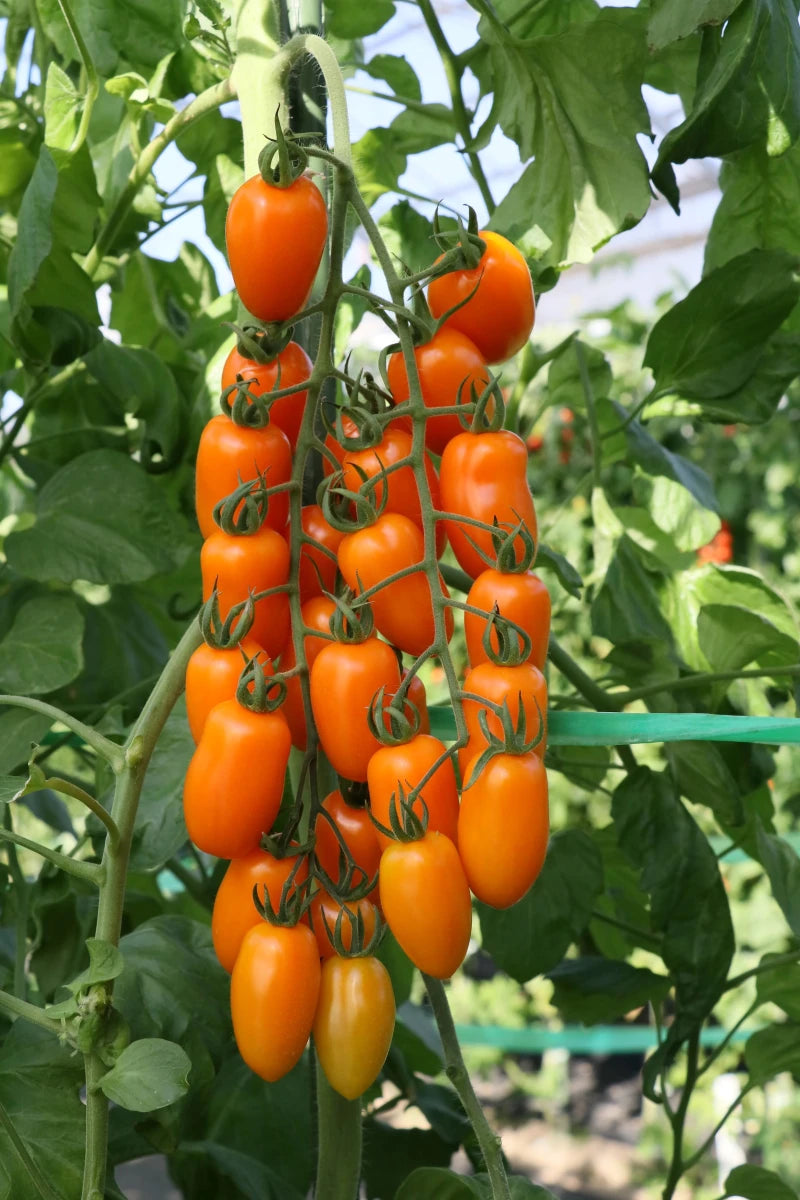 Orange Grape Tomato Seeds for Planting -heirloom & Non-GMO Seeds