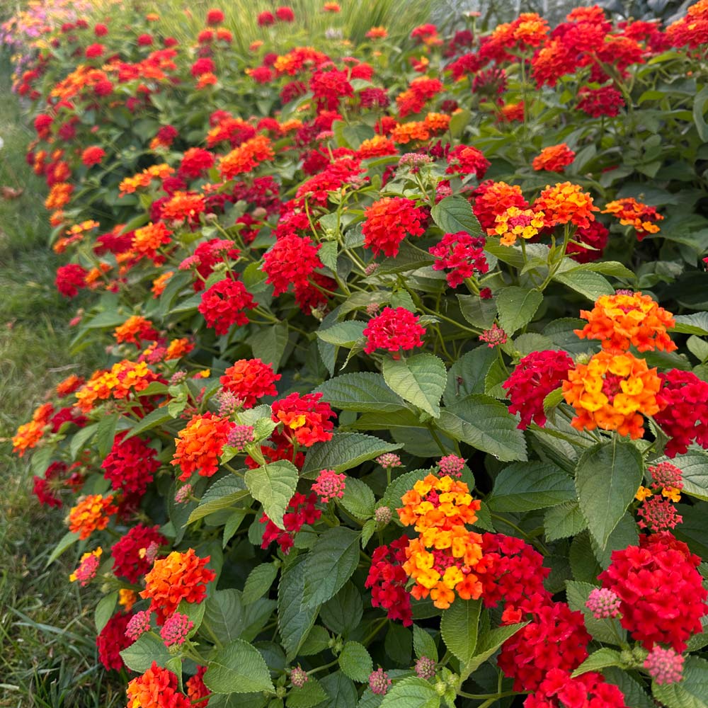 Lantana flower seeds for planting in home gardens and outdoor landscapes