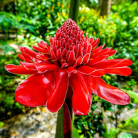 Red Green Torch Ginger Plant Seeds for Planting - NON GMO Seeds