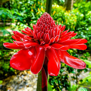 Red Green Torch Ginger Plant Seeds for Planting - NON GMO Seeds