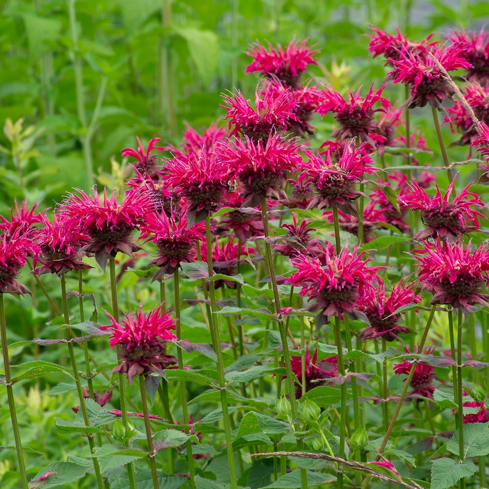 Red Bergamot Monarda Flower Seeds Heirloom & Non GMO seeds for Planting