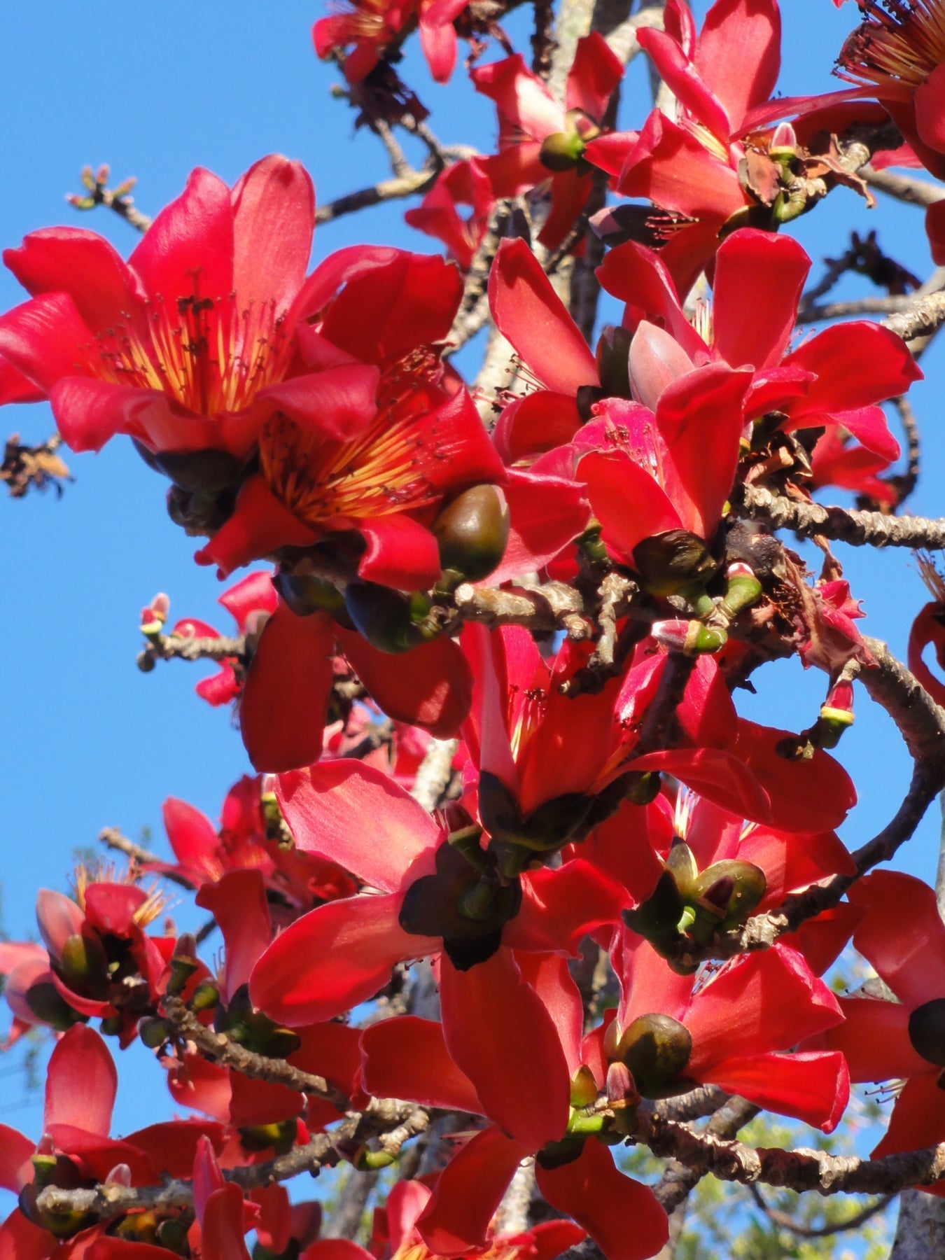 Bombax Ceiba Flower Seeds for Planting - Heirloom & Non-GMO Garden Seeds - Ceiba for planting in home garden