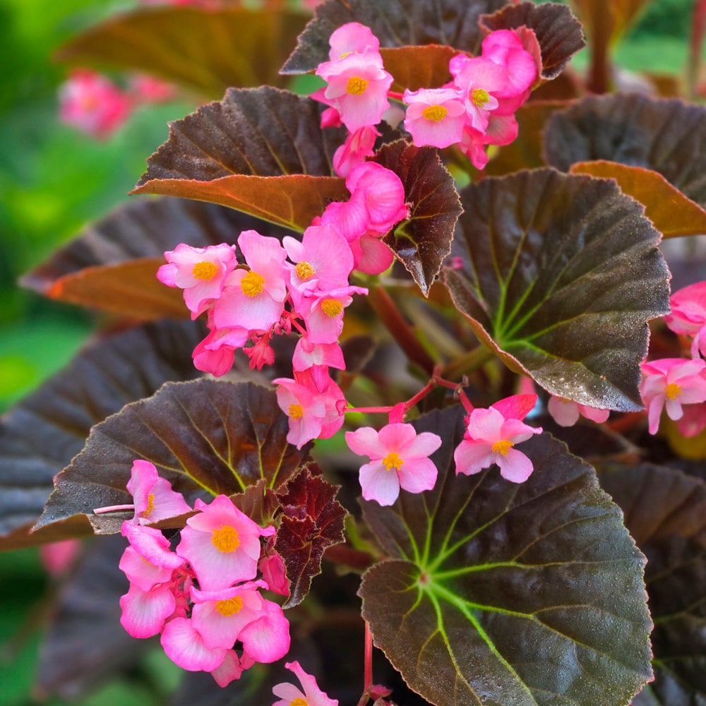 Begonia Flower Seeds Heirloom Non GMO Planting - 100 pcs