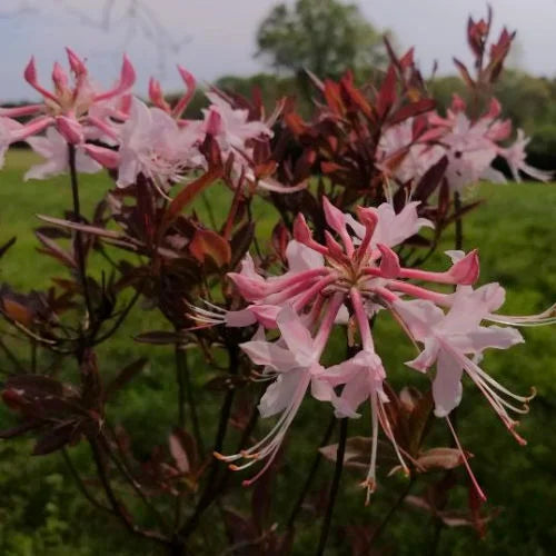 Heirloom Non-GMO Chocolate Azalea Flower Seeds for Planting – Unique Ornamental Shrub Seeds