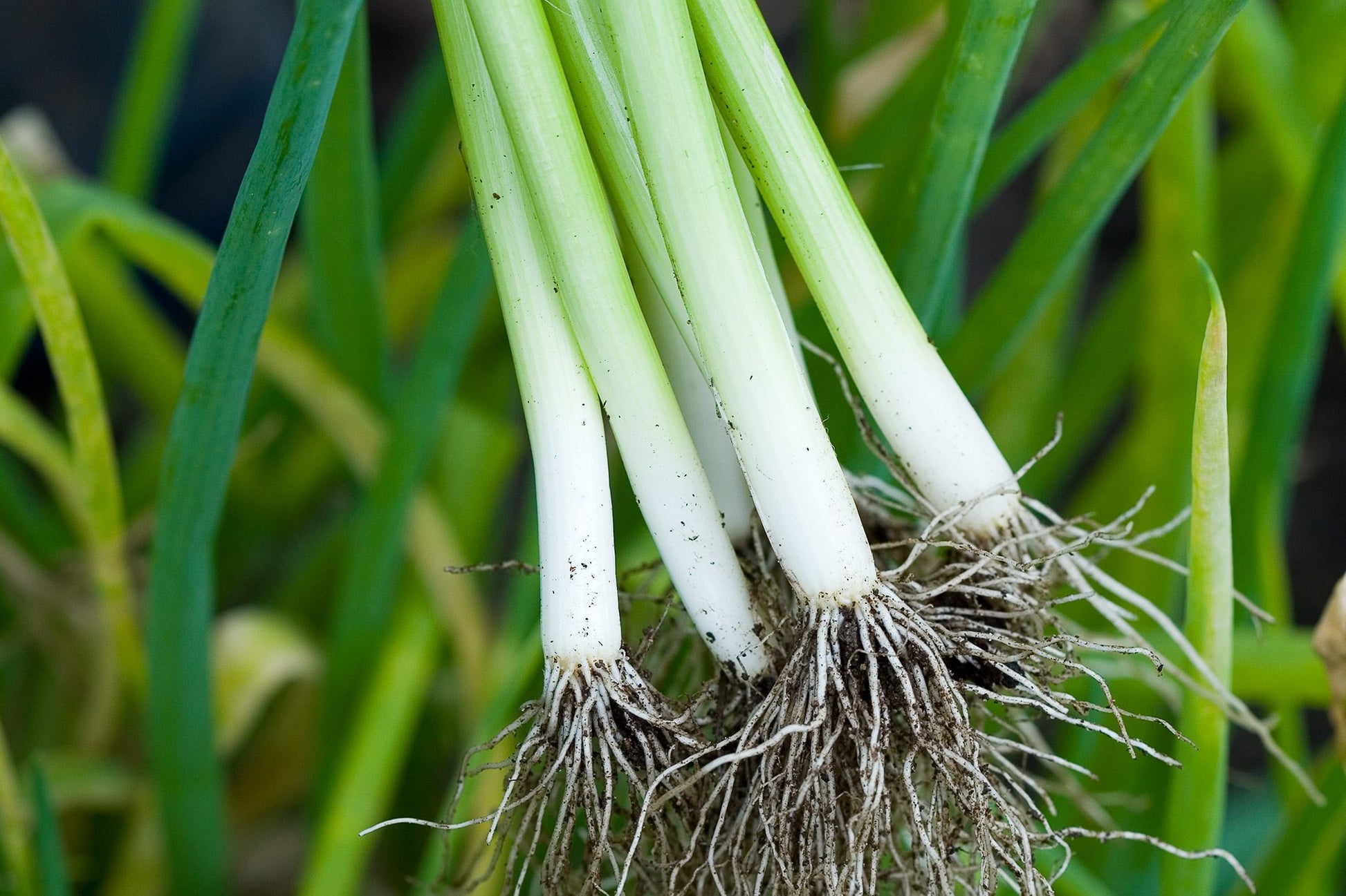 Fresh Autumn Giant leek onion vegetable ready for harvest