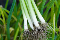 Fresh Autumn Giant leek onion vegetable ready for harvest