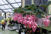 Medinilla Flower Seeds for Planting, Pink Variety, 100 pcs