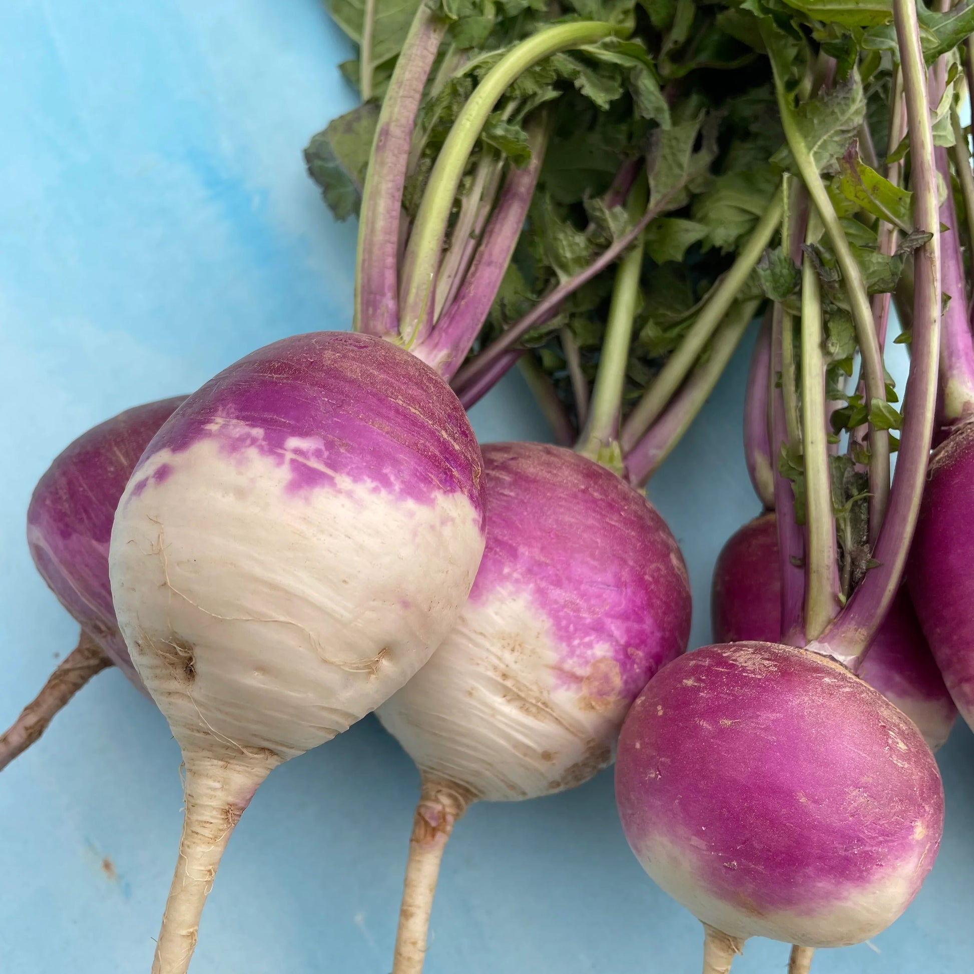 Purple Top White Globe Turnip Seeds for Home Garden Planting | Heirloom Non-GMO