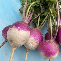 Purple Top White Globe Turnip Seeds for Home Garden Planting | Heirloom Non-GMO